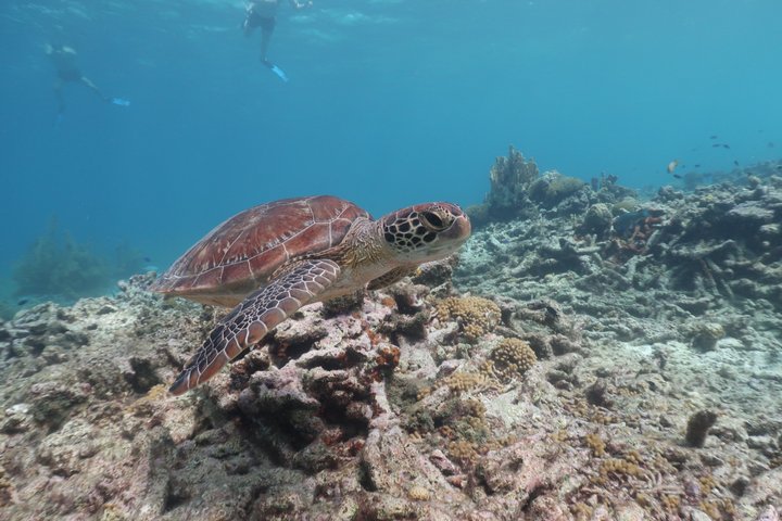 Schnorchel- und Sightseeing-Bootstour auf einem Holzschoner in Bonaire, Foto 35 | wizardtrip