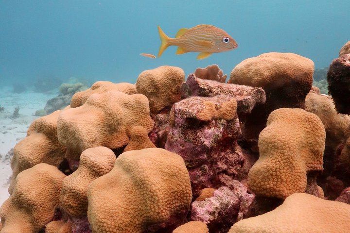 Schnorchel- und Sightseeing-Bootstour auf einem Holzschoner in Bonaire, Foto 38 | wizardtrip