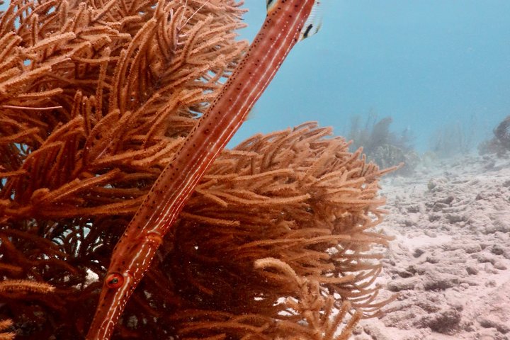 Schnorchel- und Sightseeing-Bootstour auf einem Holzschoner in Bonaire, Foto 39 | wizardtrip