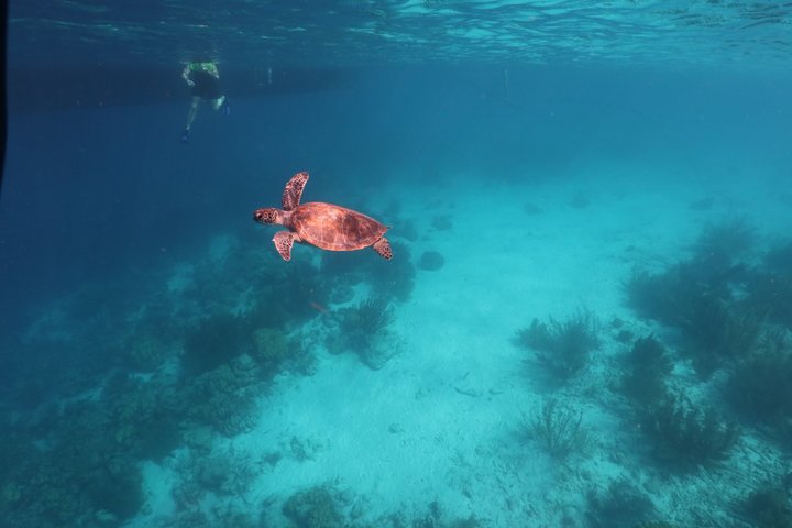 Schnorchel- und Sightseeing-Bootstour auf einem Holzschoner in Bonaire, Foto 41 | wizardtrip