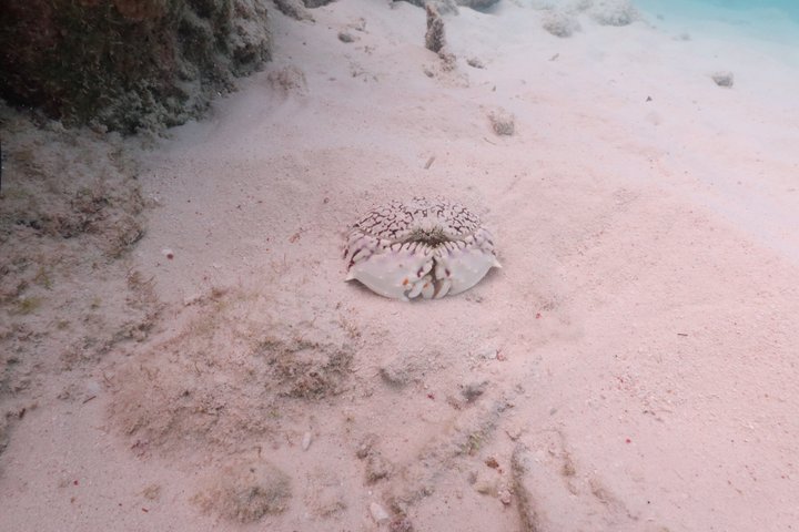 Schnorchel- und Sightseeing-Bootstour auf einem Holzschoner in Bonaire, Foto 45 | wizardtrip