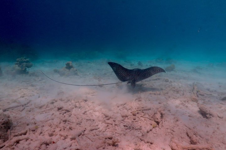 Schnorchel- und Sightseeing-Bootstour auf einem Holzschoner in Bonaire, Foto 49 | wizardtrip