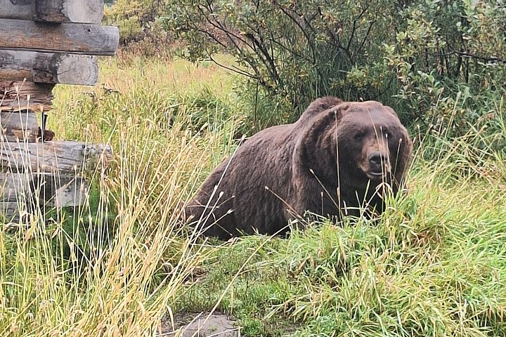 ターンゲインアーム、アラスカの少人数ツアー。野生動物と氷河を巡ります、写真10 | wizardtrip