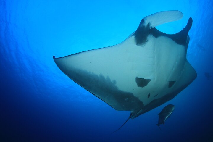 Manta Magic: Lille Gruppes Manta Ray Nat-Snorkeltur i Kailua Kona | wizardtrip