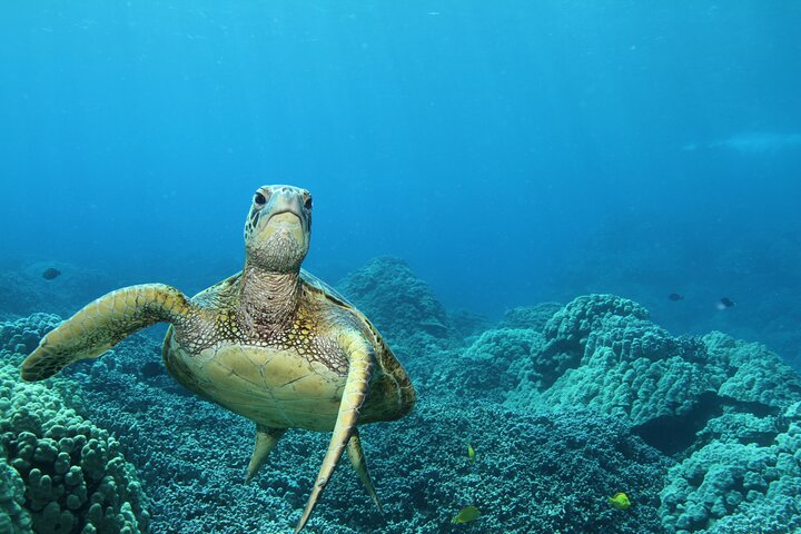 Snorkeltur for små grupper i Kealakekua Bay ved Captain Cook, Big Island | wizardtrip