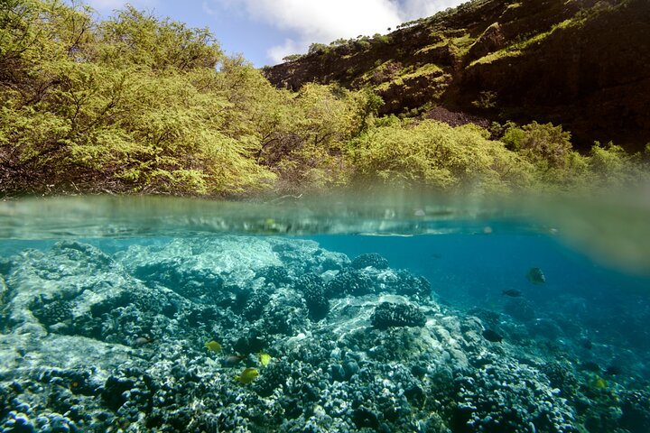 Small group snorkeling tour in Kealakekua Bay, Big Island, Hawaii, with dolphins and coral reefs, photo 6 | wizardtrip