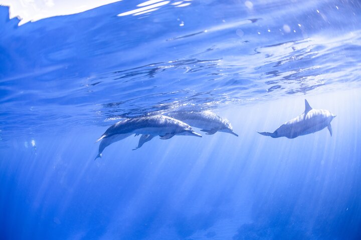 Small group snorkeling tour in Kealakekua Bay, Big Island, Hawaii, with dolphins and coral reefs, photo 7 | wizardtrip