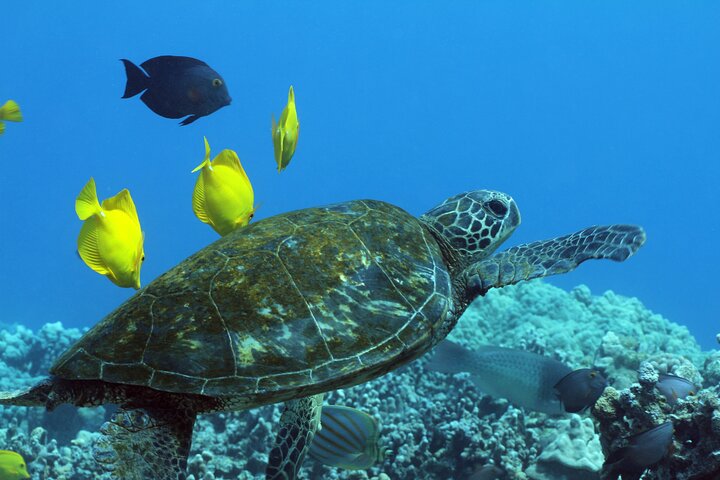Small group snorkeling tour in Kealakekua Bay, Big Island, Hawaii, with dolphins and coral reefs, photo 8 | wizardtrip