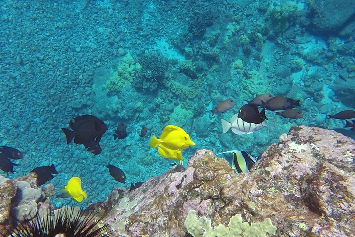 Small group snorkeling tour in Kealakekua Bay, Big Island, Hawaii, with dolphins and coral reefs, photo 10 | wizardtrip