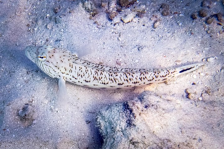 Small group snorkeling tour in Kealakekua Bay, Big Island, Hawaii, with dolphins and coral reefs, photo 12 | wizardtrip
