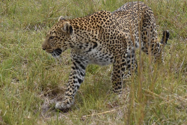 Ervaar een spannende 3-daagse safari in het Masai Mara Nationaal Reservaat van Kenia, spot wildlife en dompel je onder in de lokale cultuur, foto 6 | wizardtrip