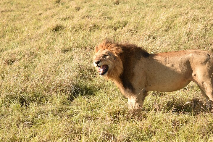 Ervaar een spannende 3-daagse safari in het Masai Mara Nationaal Reservaat van Kenia, spot wildlife en dompel je onder in de lokale cultuur, foto 7 | wizardtrip