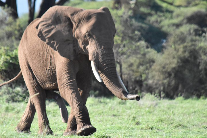 Ervaar een spannende 3-daagse safari in het Masai Mara Nationaal Reservaat van Kenia, spot wildlife en dompel je onder in de lokale cultuur, foto 9 | wizardtrip