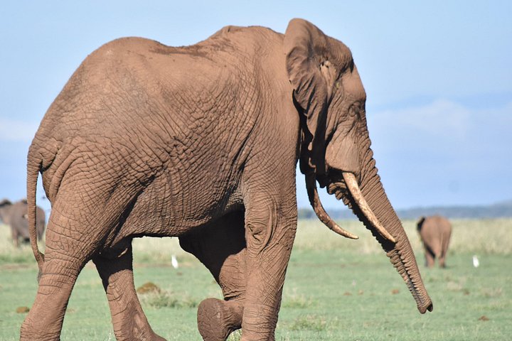 Ervaar een spannende 3-daagse safari in het Masai Mara Nationaal Reservaat van Kenia, spot wildlife en dompel je onder in de lokale cultuur, foto 10 | wizardtrip