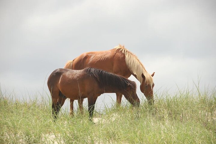 Tour des chevaux sauvages des Outer Banks en 4x4 - 2h | wizardtrip