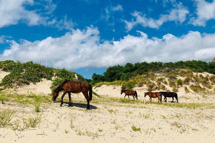 Opplev en villheste-safari i en 4WD-bil langs Outer Banks, foto 6 | wizardtrip
