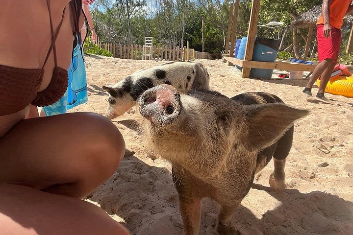 Katamarantur från Nassau för att simma med grisar och snorkla med sköldpaddor, foto 14 | wizardtrip