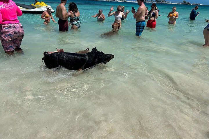 Katamarantur från Nassau för att simma med grisar och snorkla med sköldpaddor, foto 15 | wizardtrip