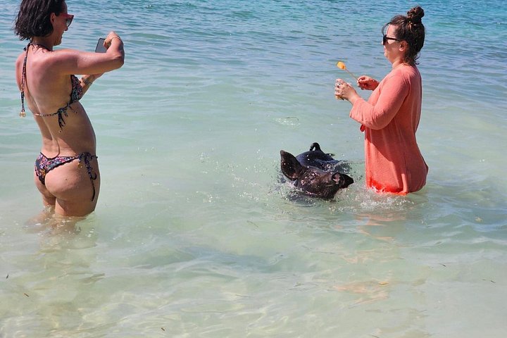 Katamarantur från Nassau för att simma med grisar och snorkla med sköldpaddor, foto 16 | wizardtrip
