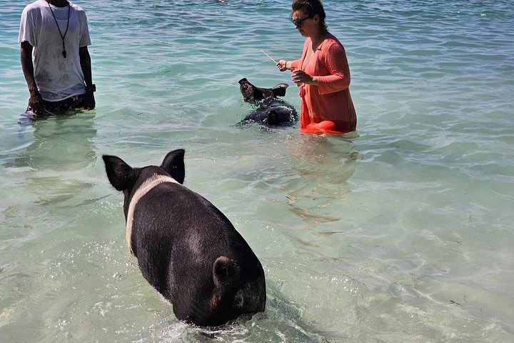 Katamarantur från Nassau för att simma med grisar och snorkla med sköldpaddor, foto 18 | wizardtrip