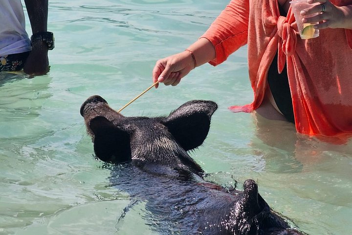 Katamarantur från Nassau för att simma med grisar och snorkla med sköldpaddor, foto 20 | wizardtrip