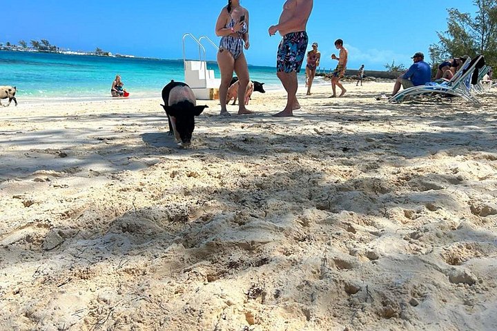 Katamarantur från Nassau för att simma med grisar och snorkla med sköldpaddor, foto 22 | wizardtrip