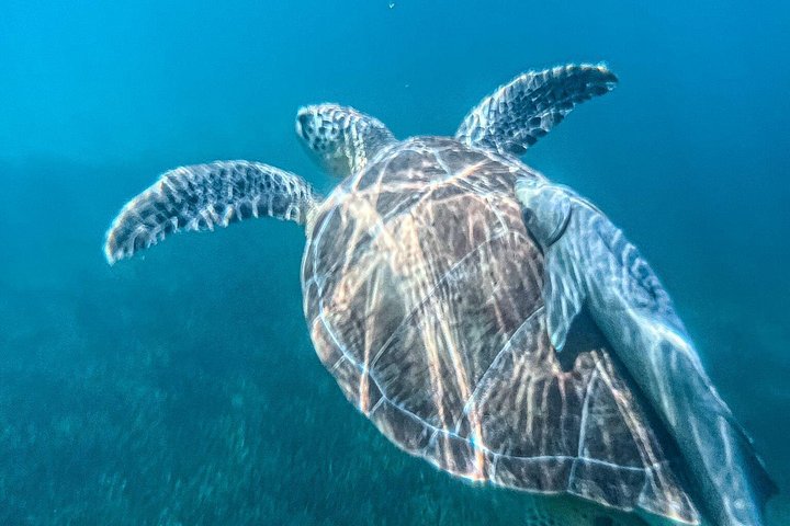 Katamarantur från Nassau för att simma med grisar och snorkla med sköldpaddor, foto 24 | wizardtrip