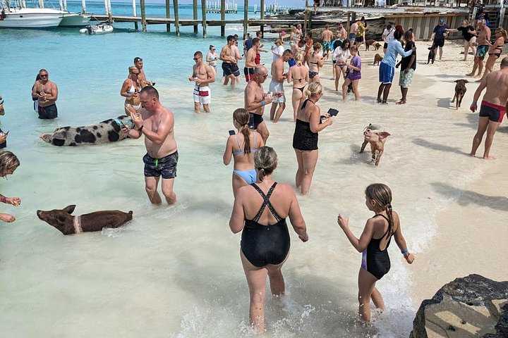 Katamarantur från Nassau för att simma med grisar och snorkla med sköldpaddor, foto 25 | wizardtrip