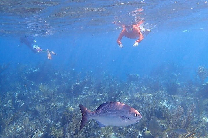 Katamarantur från Nassau för att simma med grisar och snorkla med sköldpaddor, foto 27 | wizardtrip