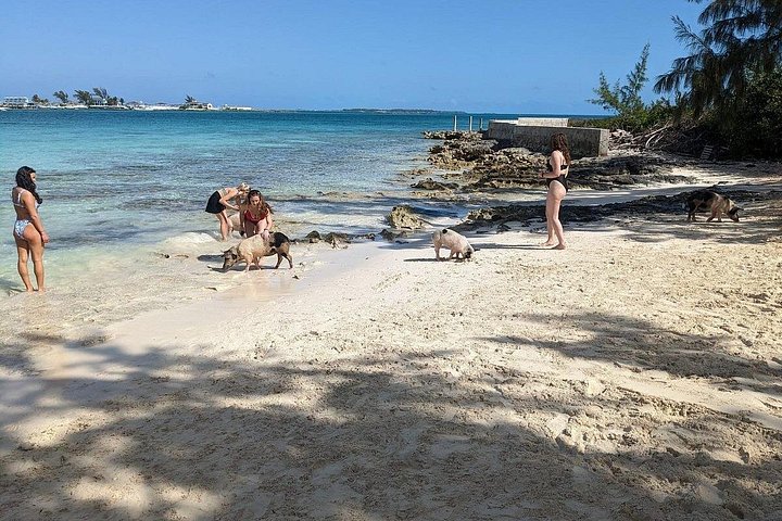 Katamarantur från Nassau för att simma med grisar och snorkla med sköldpaddor, foto 30 | wizardtrip