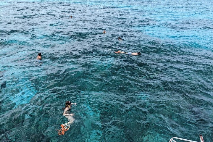 Katamarantur från Nassau för att simma med grisar och snorkla med sköldpaddor, foto 32 | wizardtrip