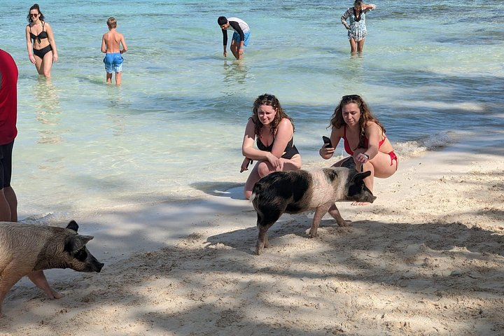Katamarantur från Nassau för att simma med grisar och snorkla med sköldpaddor, foto 40 | wizardtrip