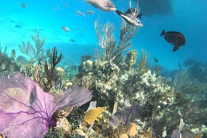 Katamarantur från Nassau för att simma med grisar och snorkla med sköldpaddor, foto 48 | wizardtrip