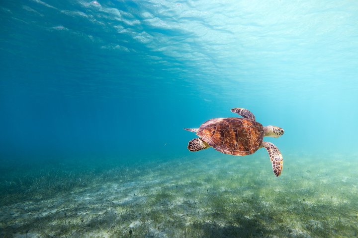 All-inclusive bådtur med snorkling, vandrutsjebane, frokost og drikkevarer til Icacos eller Vieques ø fra Fajardo, Puerto Rico, foto 12 | wizardtrip