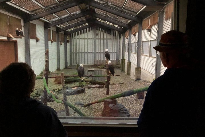 Tour en grupo reducido de los puntos destacados de Sitka, incluyendo osos, rapaces y tótems, foto 6 | wizardtrip