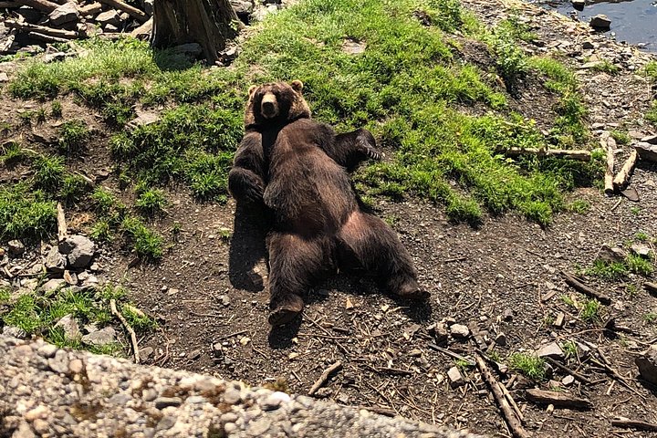 Tour en grupo reducido de los puntos destacados de Sitka, incluyendo osos, rapaces y tótems, foto 14 | wizardtrip