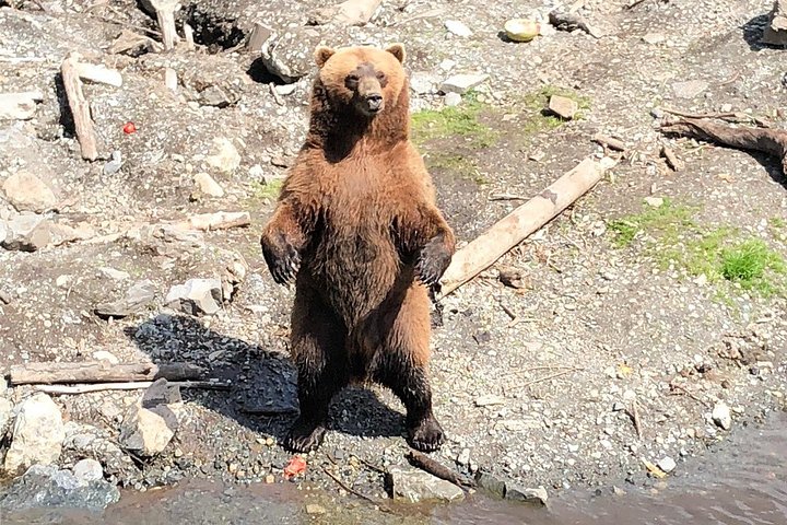 Tour en grupo reducido de los puntos destacados de Sitka, incluyendo osos, rapaces y tótems, foto 16 | wizardtrip