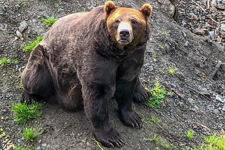 Tour en grupo reducido de los puntos destacados de Sitka, incluyendo osos, rapaces y tótems, foto 17 | wizardtrip