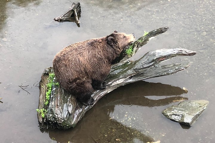 Tour en grupo reducido de los puntos destacados de Sitka, incluyendo osos, rapaces y tótems, foto 18 | wizardtrip