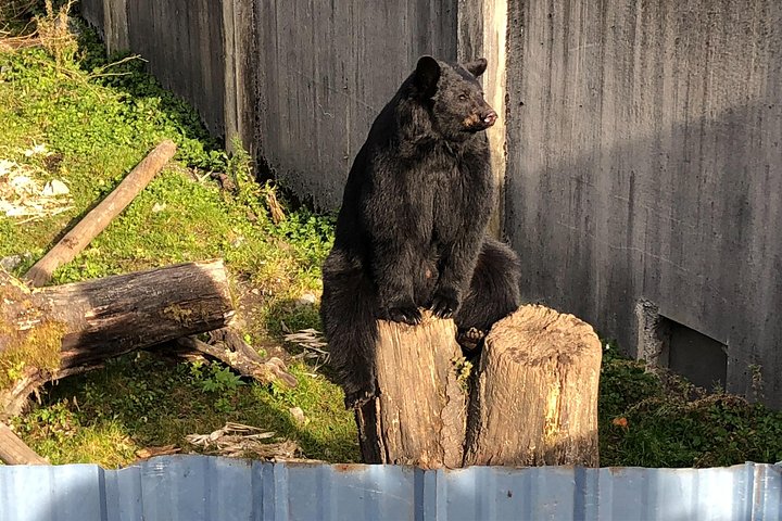 Tour en grupo reducido de los puntos destacados de Sitka, incluyendo osos, rapaces y tótems, foto 19 | wizardtrip