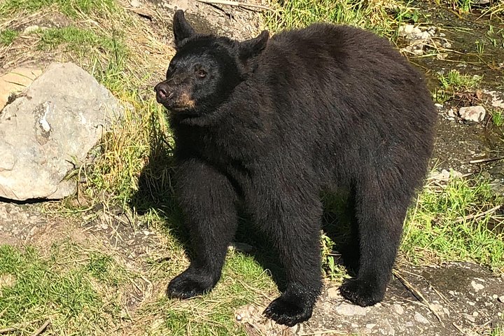 Tour en grupo reducido de los puntos destacados de Sitka, incluyendo osos, rapaces y tótems, foto 20 | wizardtrip