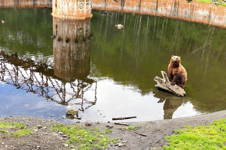 Tour en grupo reducido de los puntos destacados de Sitka, incluyendo osos, rapaces y tótems, foto 21 | wizardtrip