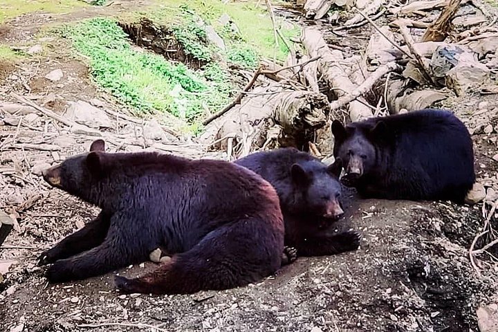 Tour en grupo reducido de los puntos destacados de Sitka, incluyendo osos, rapaces y tótems, foto 22 | wizardtrip