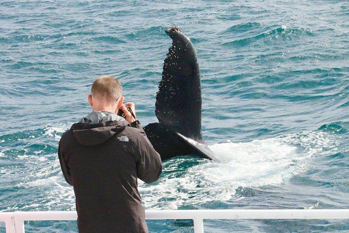 Whale watching tour in Dunsborough, Australia, featuring humpback whales and dolphins, photo 6 | wizardtrip