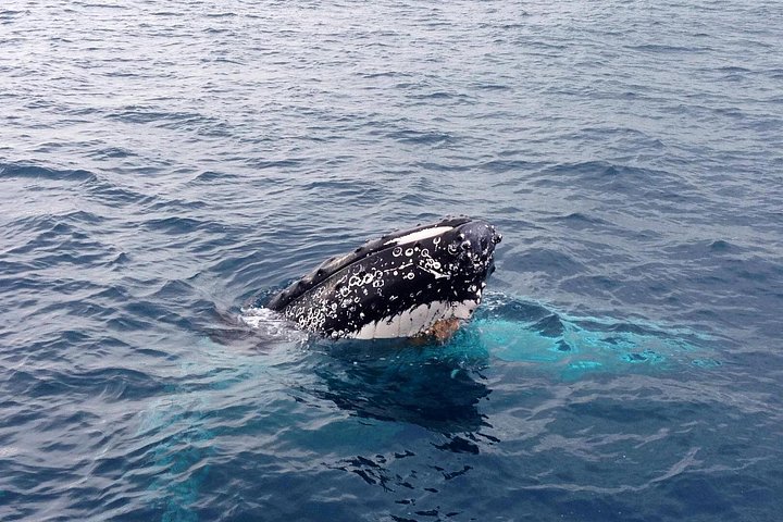Whale watching tour in Dunsborough, Australia, featuring humpback whales and dolphins, photo 7 | wizardtrip