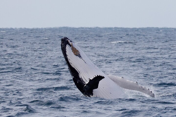 Whale watching tour in Dunsborough, Australia, featuring humpback whales and dolphins, photo 8 | wizardtrip