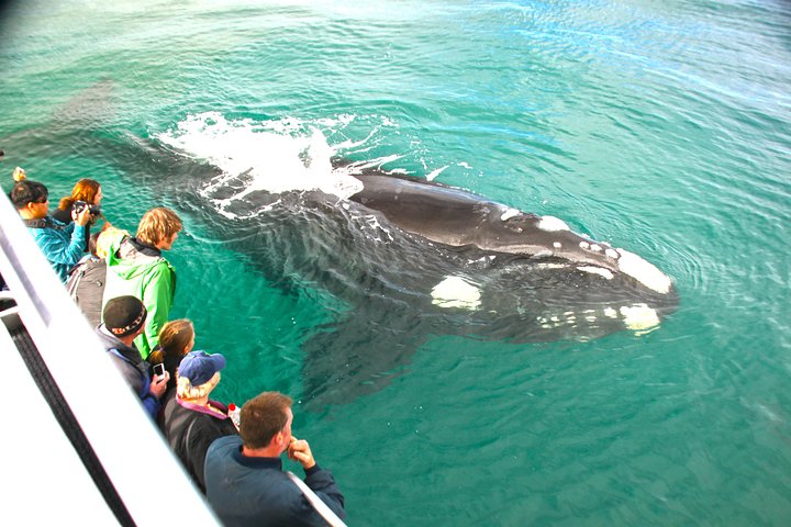 Whale watching tour in Dunsborough, Australia, featuring humpback whales and dolphins, photo 9 | wizardtrip