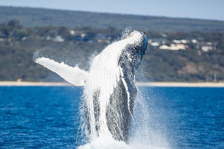 Whale watching tour in Dunsborough, Australia, featuring humpback whales and dolphins, photo 10 | wizardtrip