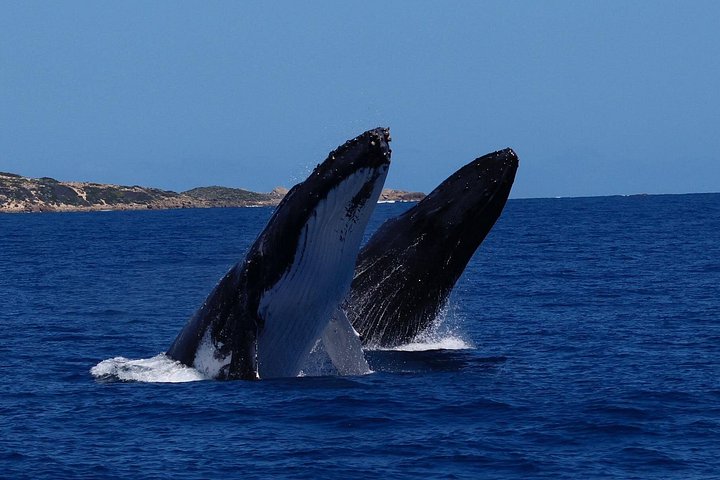 Whale watching tour in Dunsborough, Australia, featuring humpback whales and dolphins, photo 11 | wizardtrip