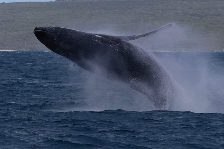 Whale watching tour in Dunsborough, Australia, featuring humpback whales and dolphins, photo 12 | wizardtrip